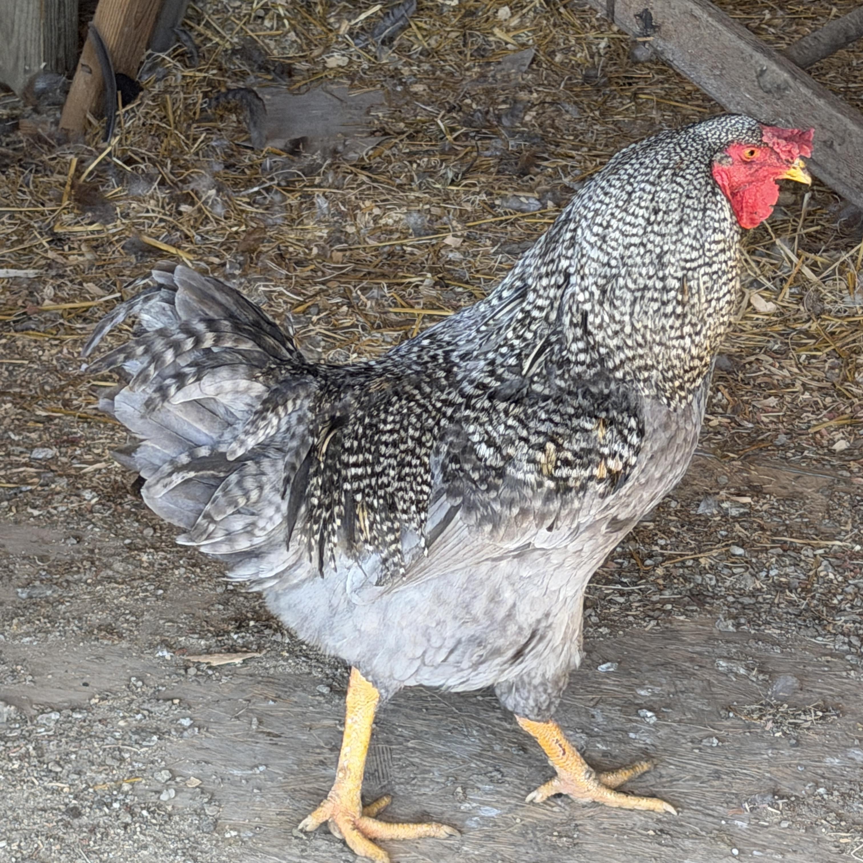 Enlarge Young Roosters, a Adoptable Chicken in Alliance, OH image 2/5