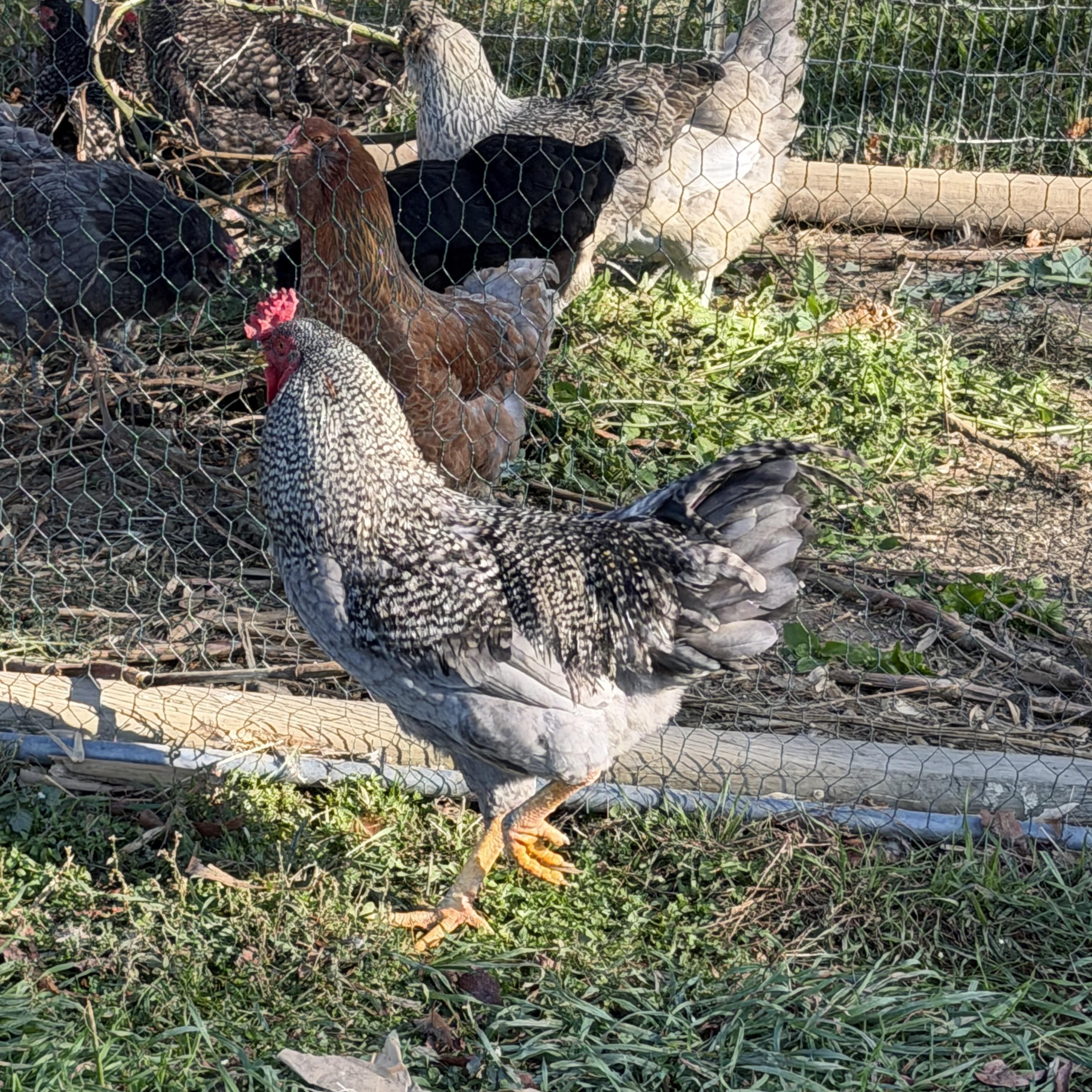 Enlarge Young Roosters, a Adoptable Chicken in Alliance, OH image 5/5