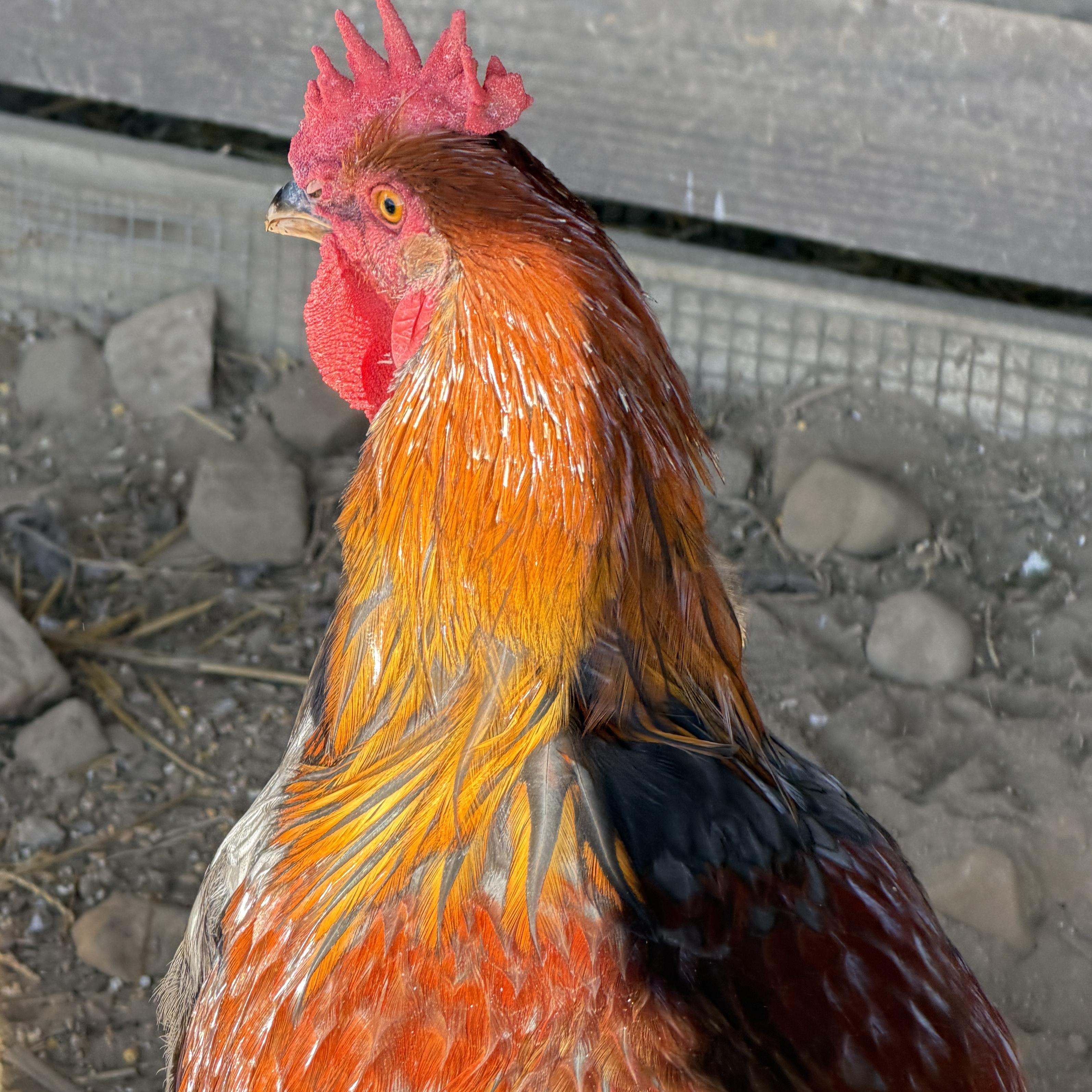Enlarge Young Roosters, a Adoptable Chicken in Alliance, OH image 3/5