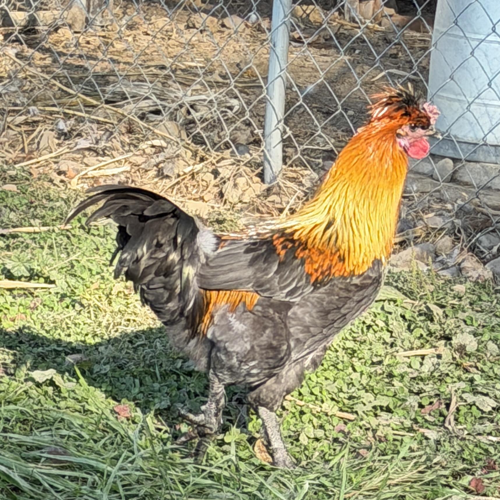 Enlarge Young Roosters, a Adoptable Chicken in Alliance, OH image 1/5