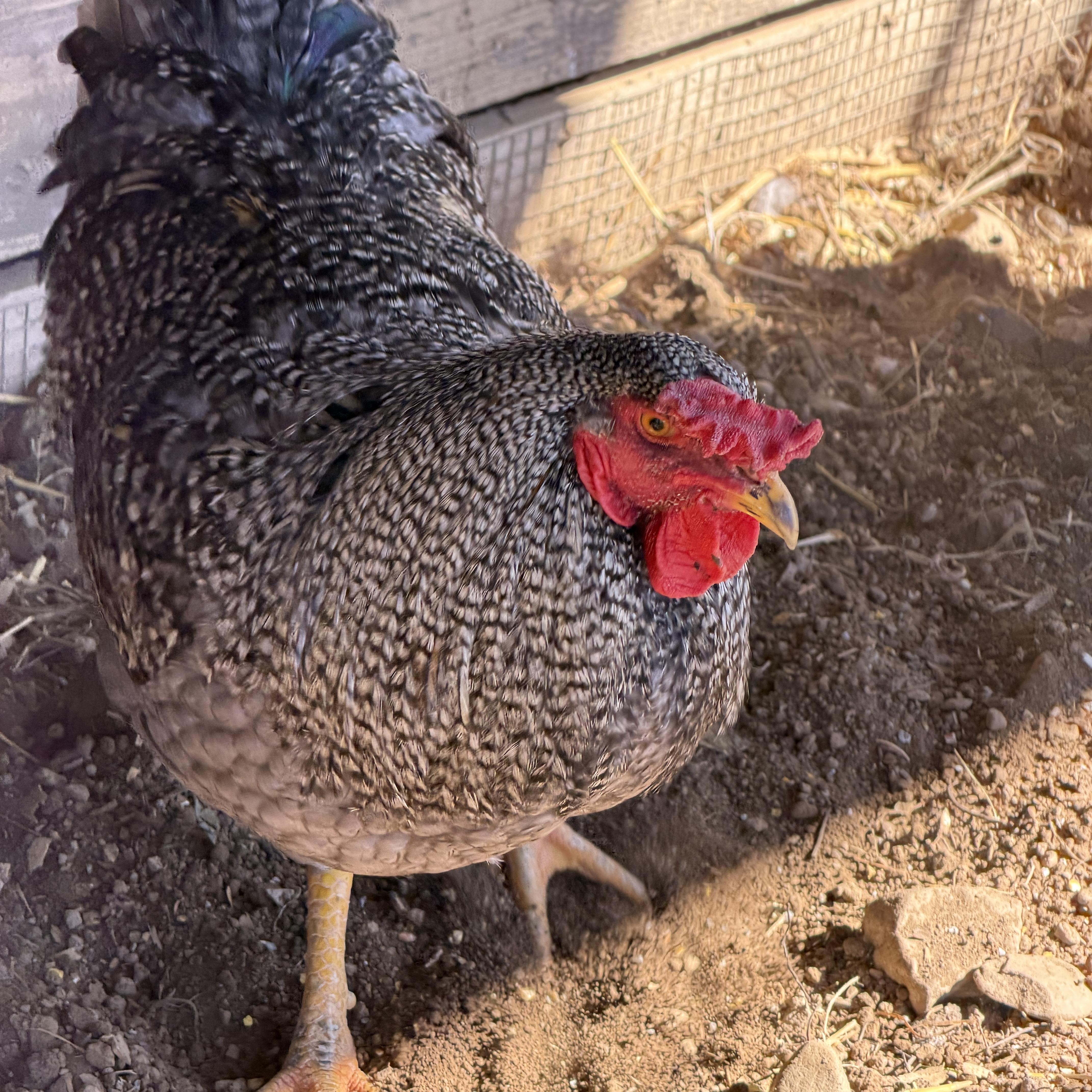Enlarge Young Roosters, a Adoptable Chicken in Alliance, OH image 4/5
