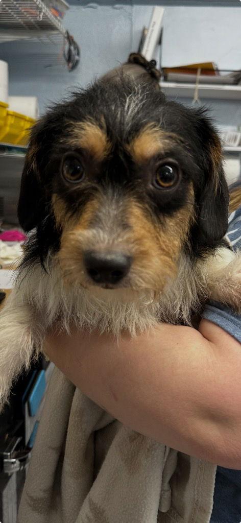 Enlarge Adoption Pending - Mateo, a Adoptable mixed breed in Emmett, ID image 1/2