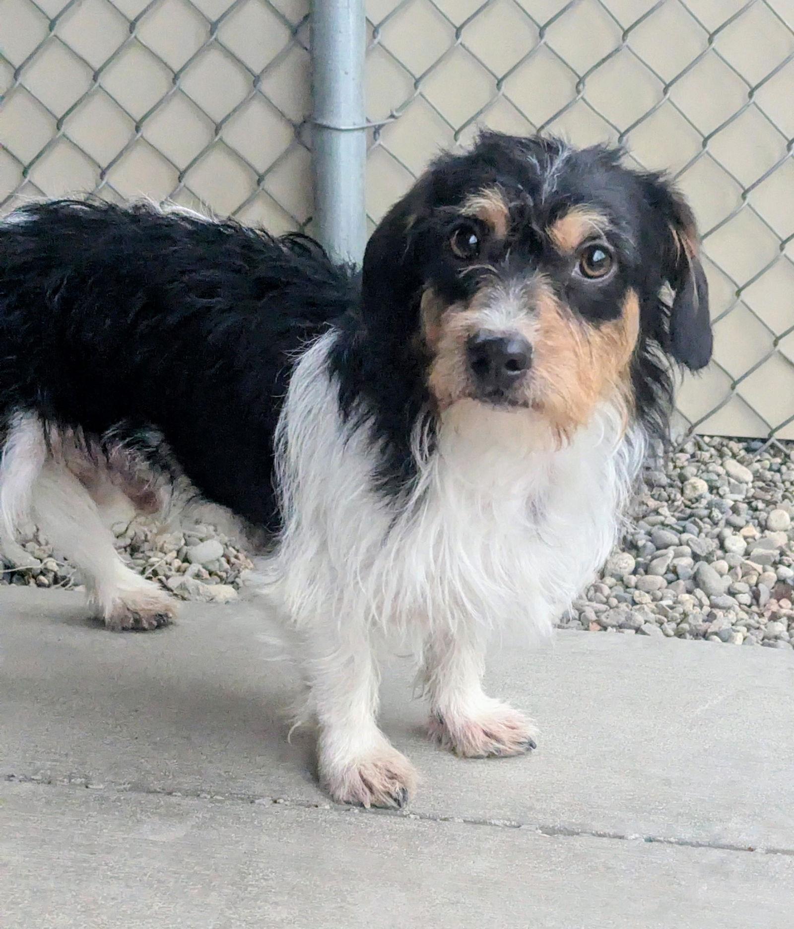 Enlarge Adoption Pending - Mateo, a Adoptable mixed breed in Emmett, ID image 2/2