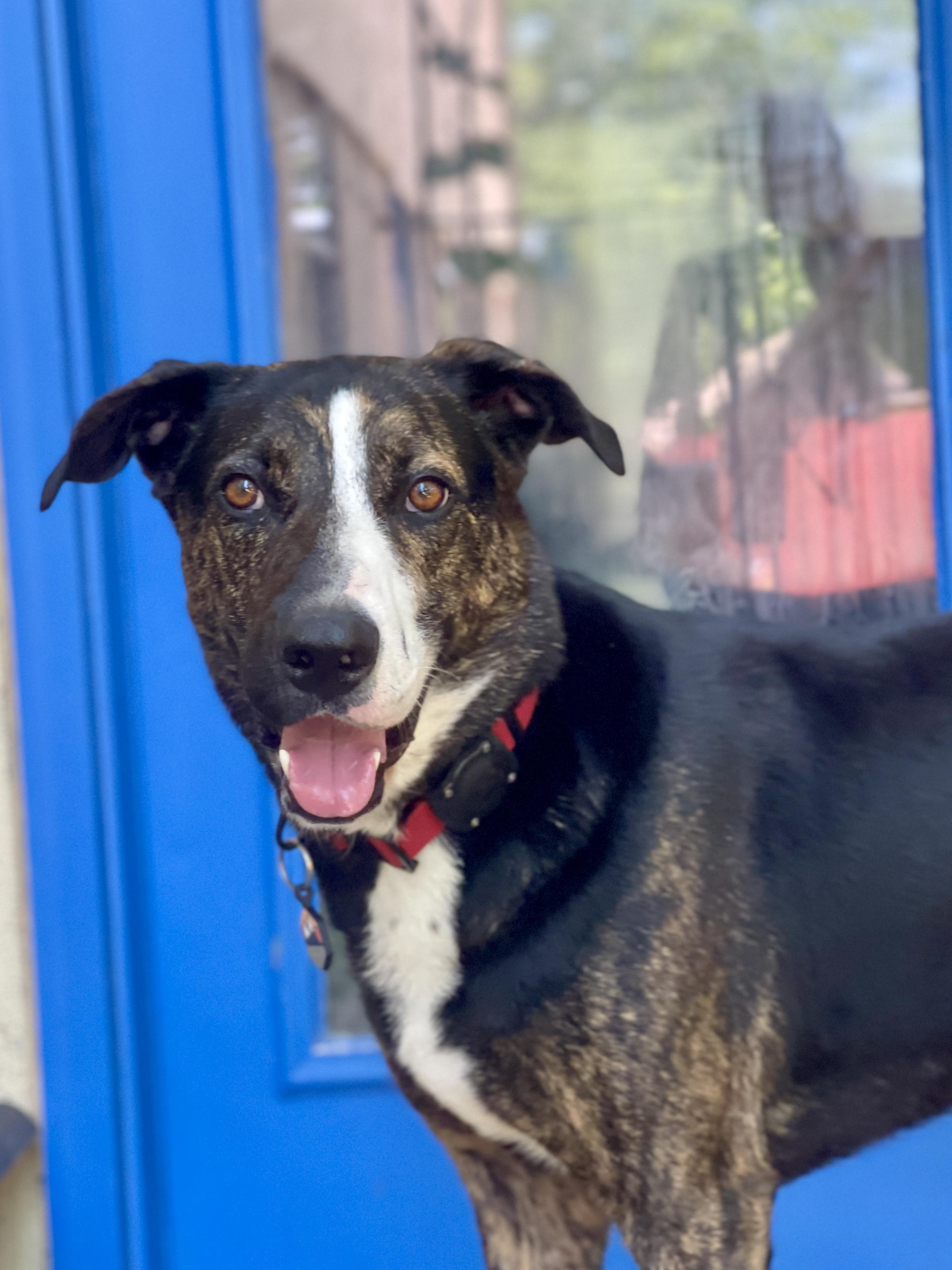 Paxton, Young Male Shepherd