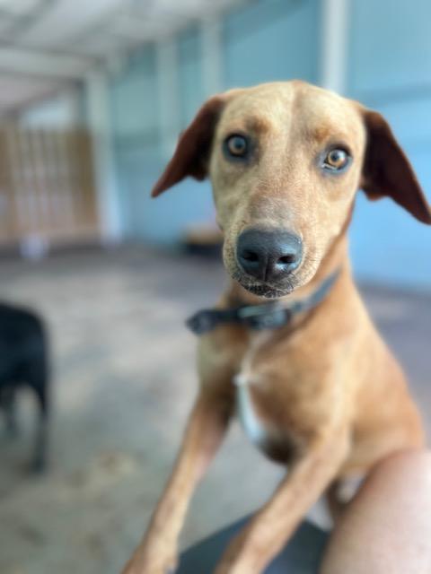 Coco-bear, ADOPTABLE, Adult Male Black Labrador Retriever.