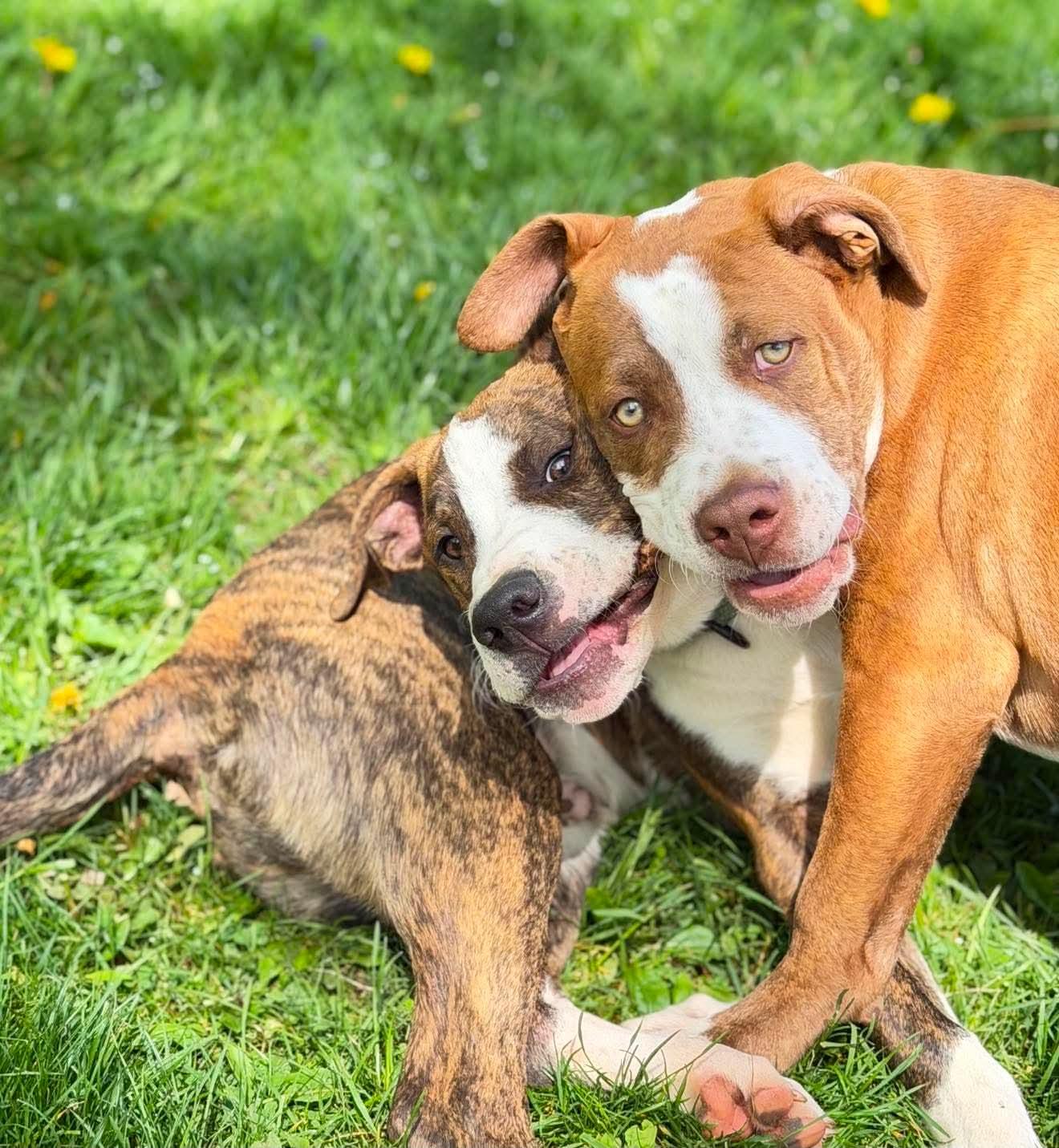 Enlarge Simon , a Adoptable Mixed Breed in Argyle, NY image 5/6