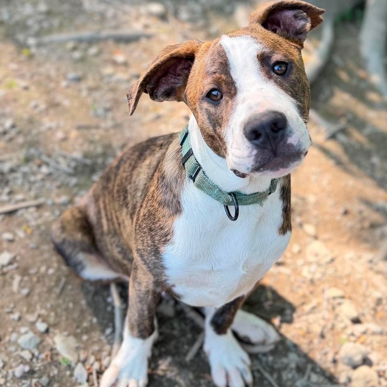 Enlarge Simon , a Adoptable Mixed Breed in Argyle, NY image 1/6