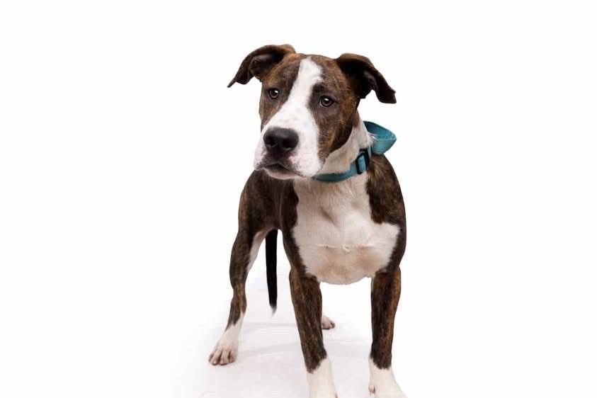 Simon , Adoptable, Puppy Male Hound.