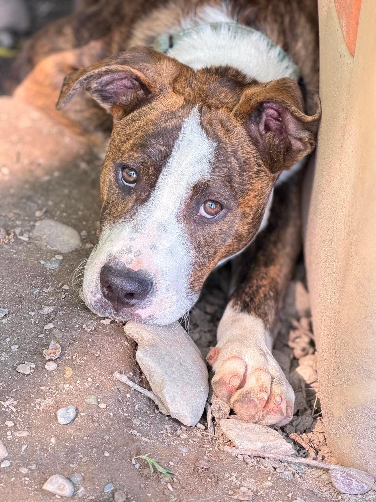 Enlarge Simon , a Adoptable Mixed Breed in Argyle, NY image 6/6