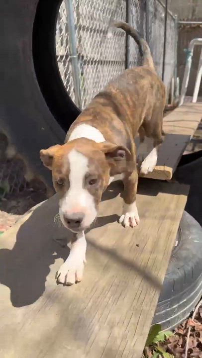 Enlarge Simon , a Adoptable Mixed Breed in Argyle, NY video 4/6