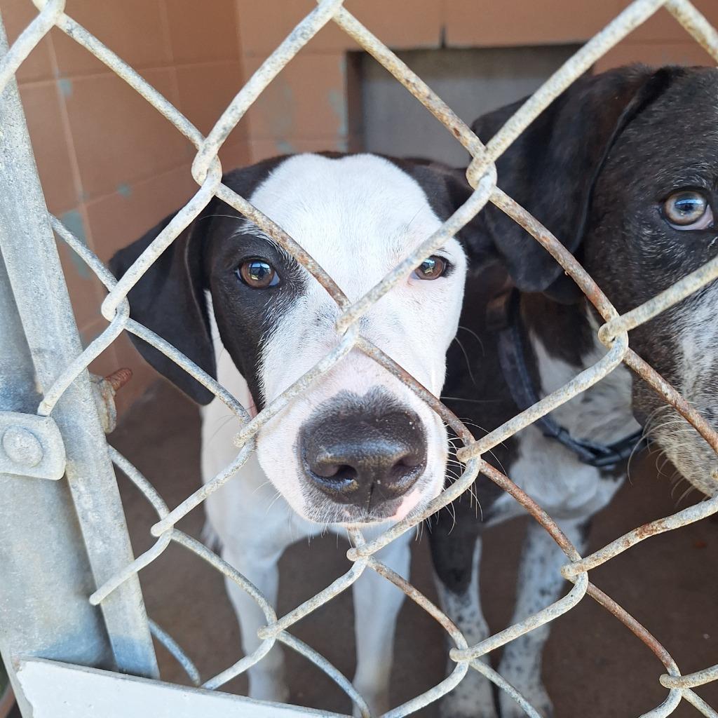 Olivia, Adoptable, Young Female Labrador Retriever & Hound.