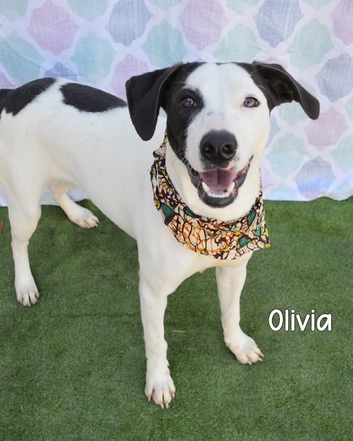Enlarge Olivia, a Adoptable mixed breed in Gautier, MS image 2/2