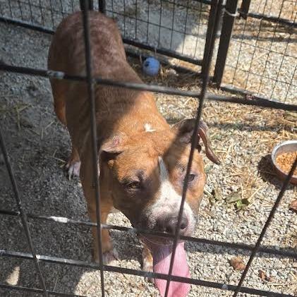 Katie, Adoptable, Adult Female Pit Bull Terrier & Mixed Breed.