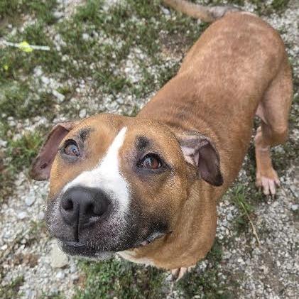 Enlarge Katie, a Adoptable mixed breed in Brooksville, KY image 2/4