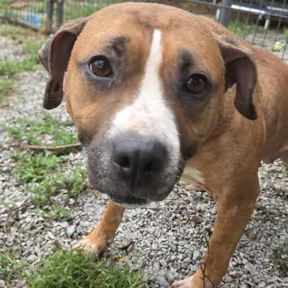 Enlarge Katie, a Adoptable mixed breed in Brooksville, KY image 3/4