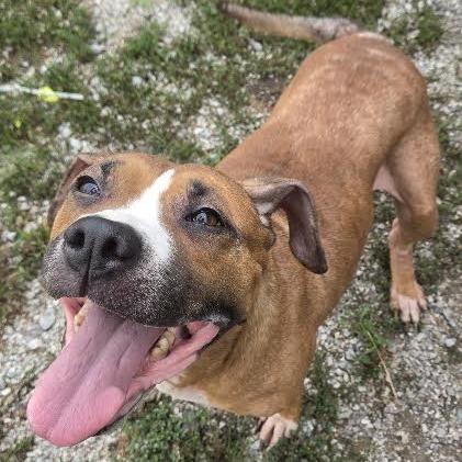 Enlarge Katie, a Adoptable mixed breed in Brooksville, KY image 4/4