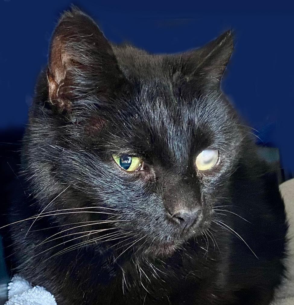Milky Way, Senior Female Domestic Short Hair