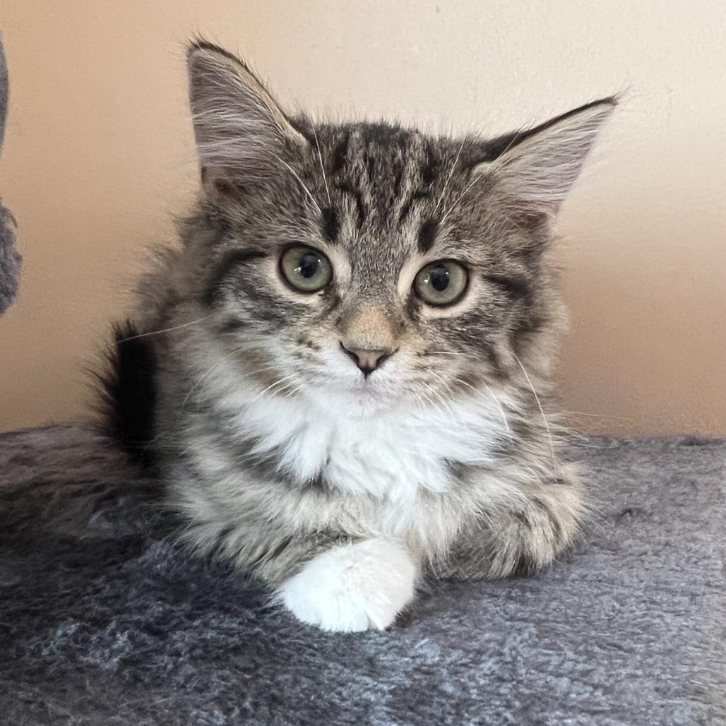 Enlarge Caramel, a Adoptable Domestic Short Hair in Wadena, MN image 1/6