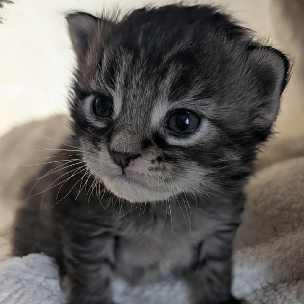 Caramel, Adoptable, Kitten Male Domestic Short Hair.