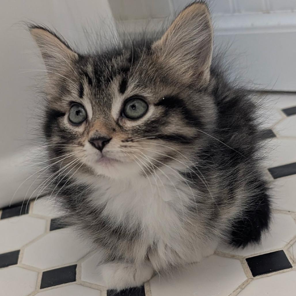 Enlarge Caramel, a Adoptable Domestic Short Hair in Wadena, MN image 2/6