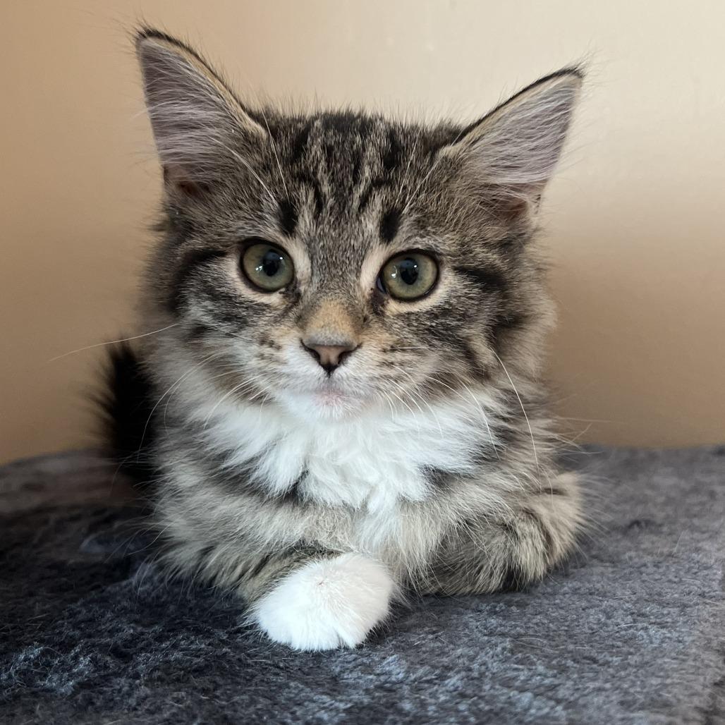 Enlarge Caramel, a Adoptable Domestic Short Hair in Wadena, MN image 4/6