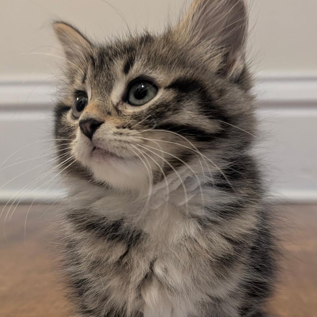 Enlarge Caramel, a Adoptable Domestic Short Hair in Wadena, MN image 5/6