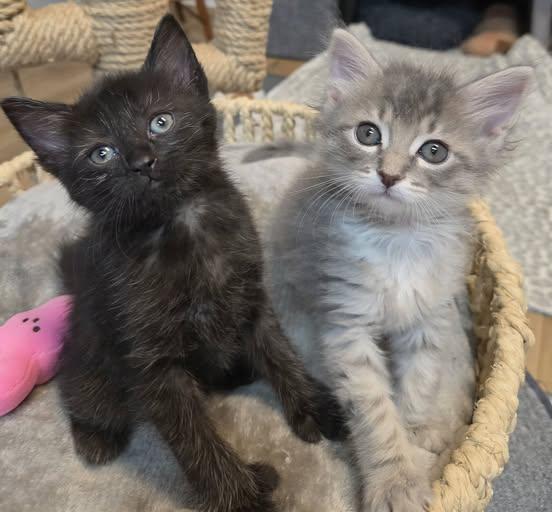 Polly & Tera, adopted, Kitten Female Domestic Medium Hair.