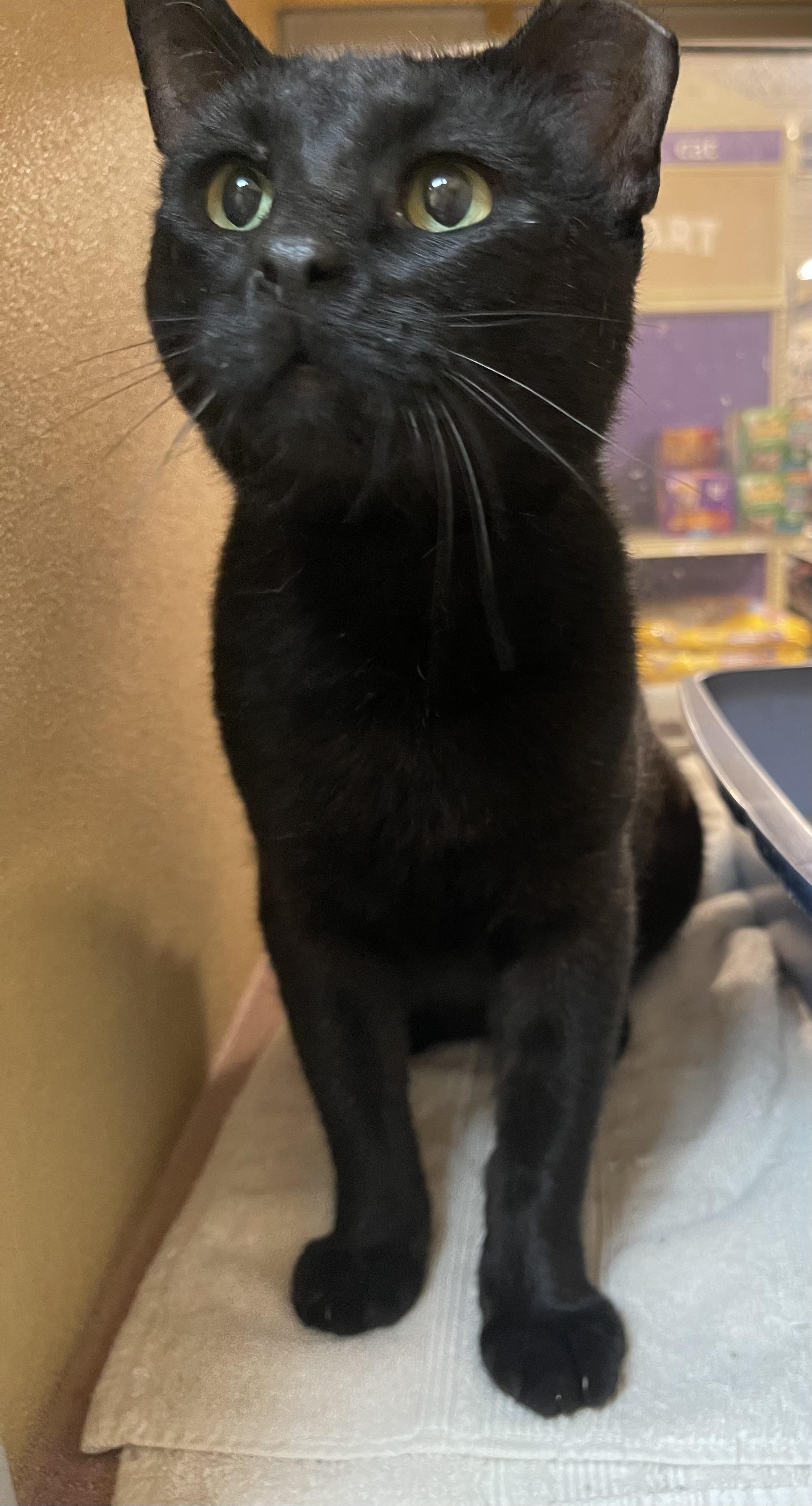Salem 2
