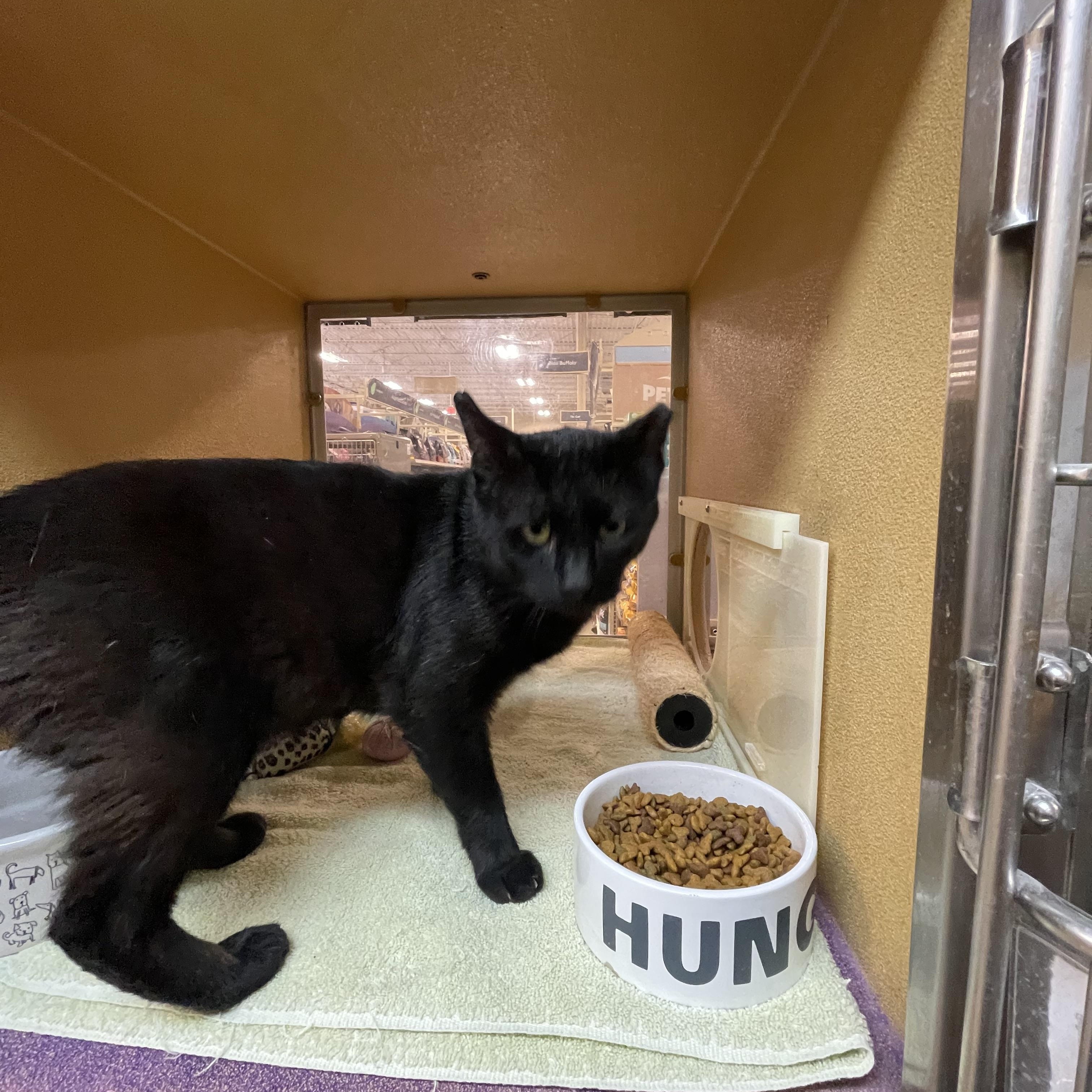 Salem 4