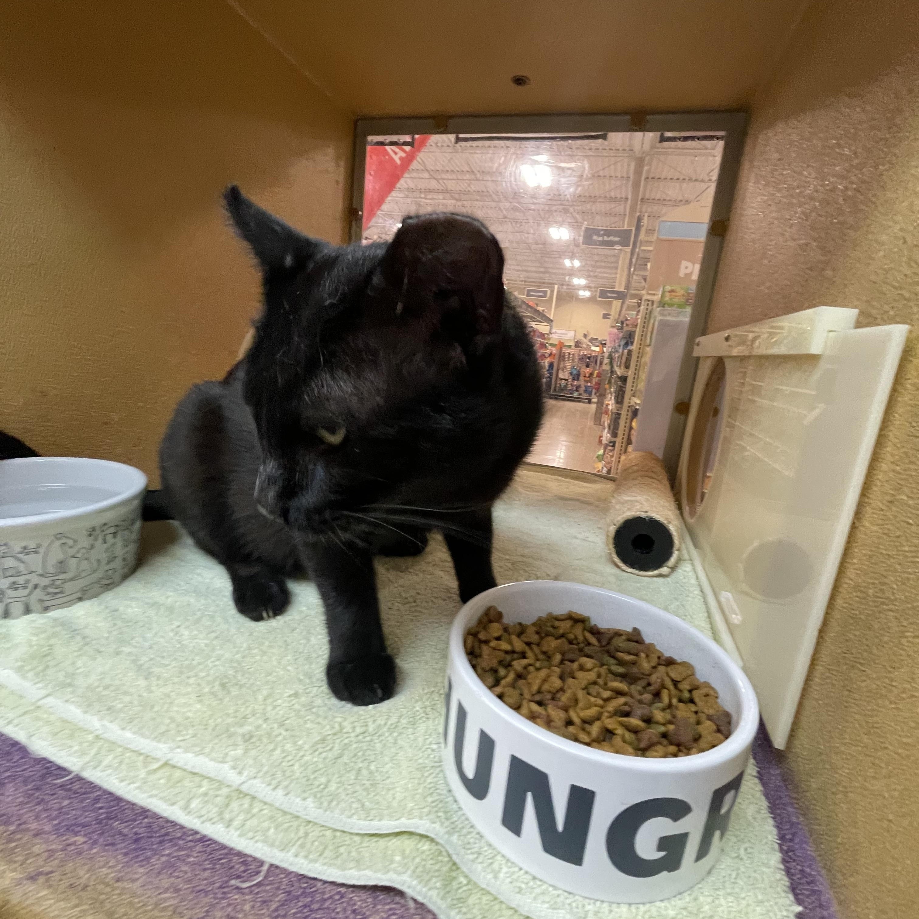 Salem 3