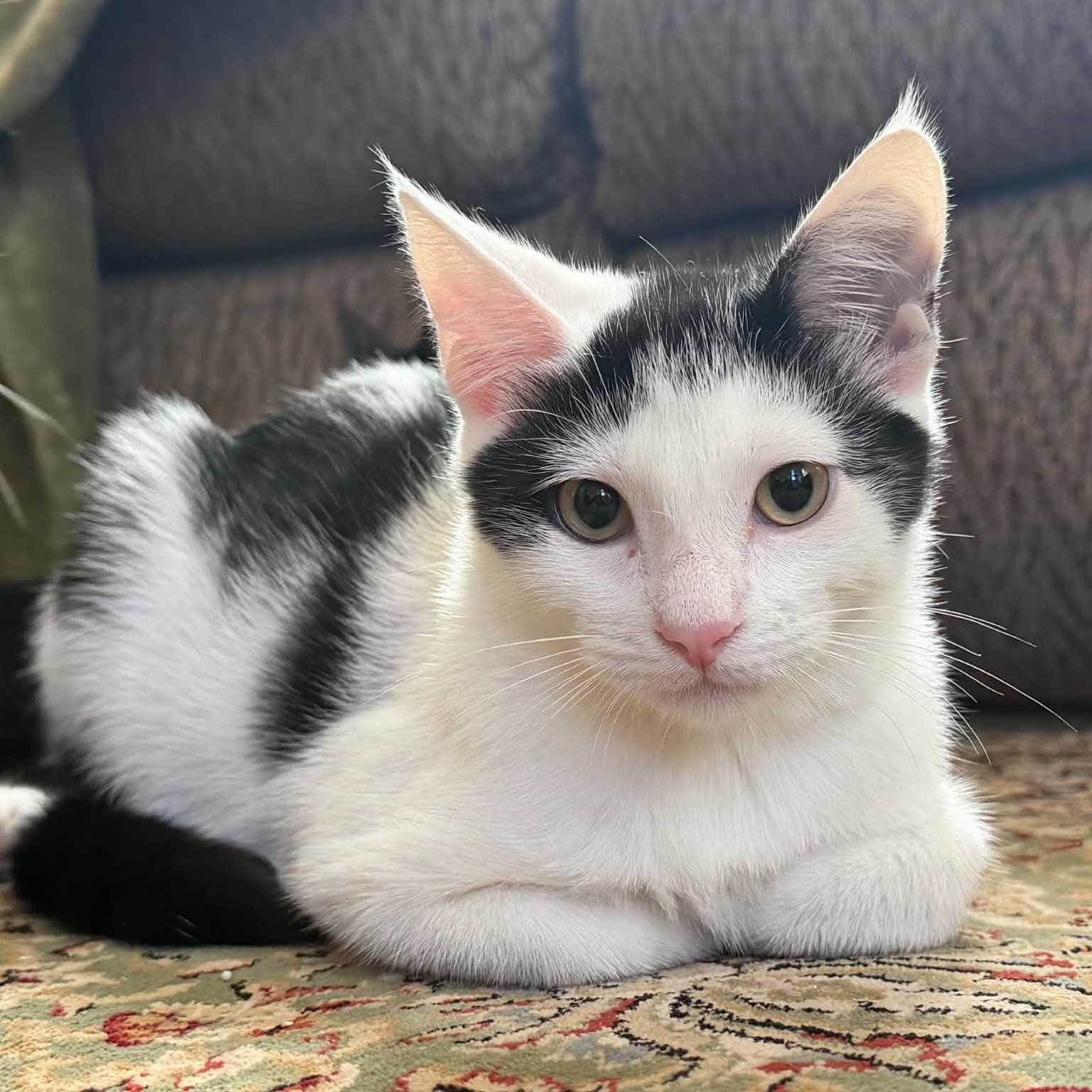 Enlarge Nancy, a Adopted Domestic Short Hair in New Bedford, MA image 3/3