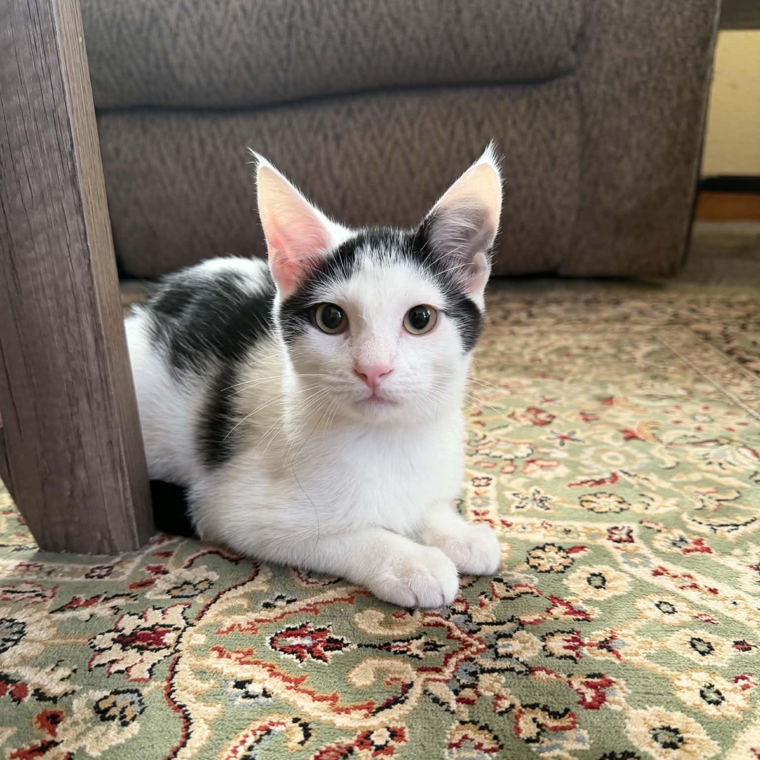 Enlarge Nancy, a Adopted Domestic Short Hair in New Bedford, MA image 2/3
