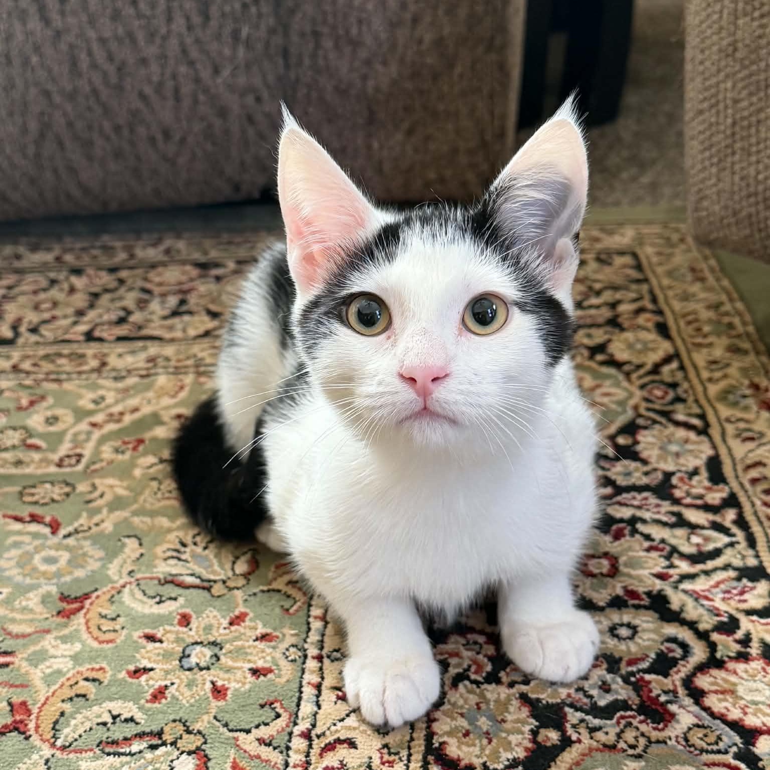 Nancy, Adopted, Kitten Female Domestic Short Hair.