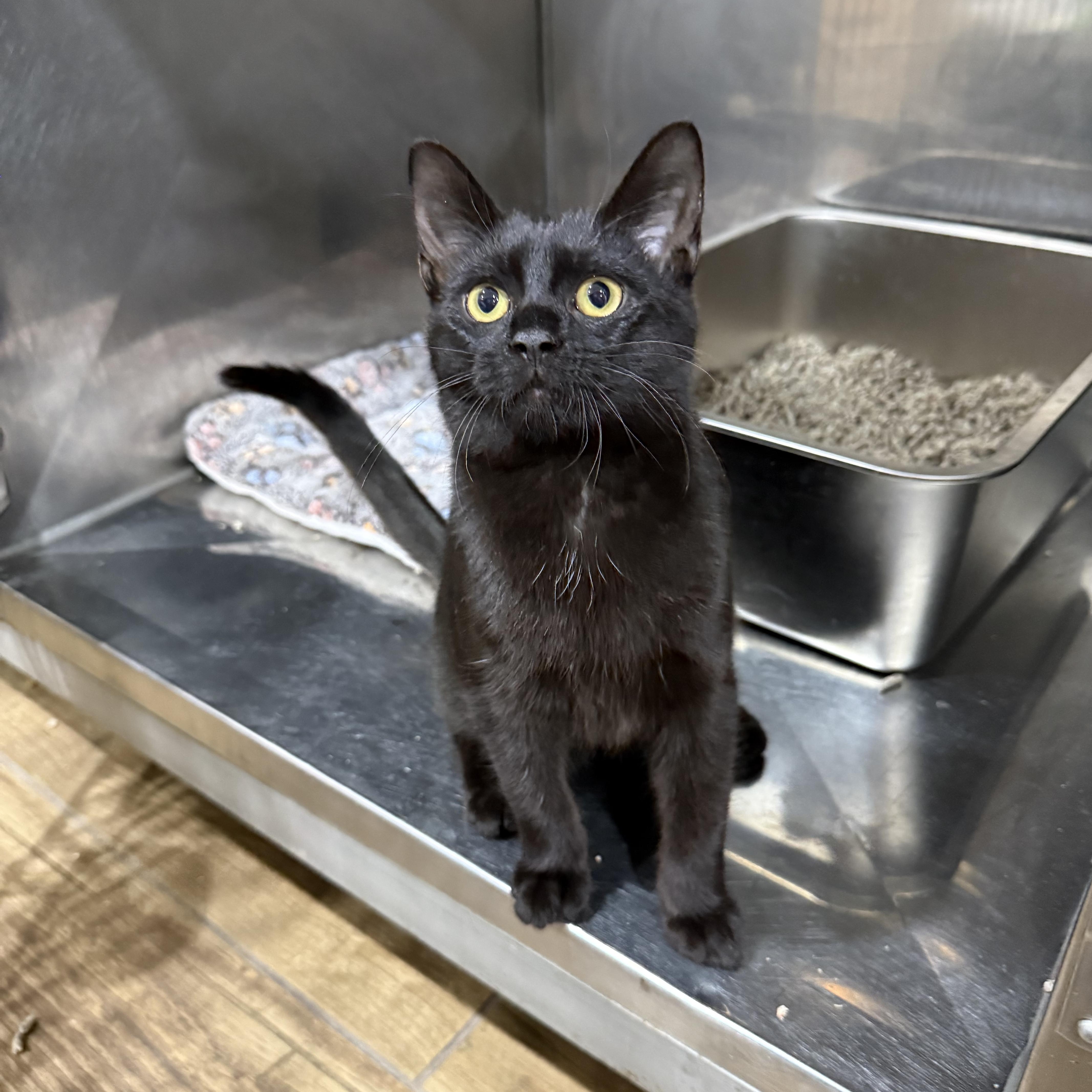 Enlarge Jedi, a ADOPTABLE American Shorthair in Bridgeville, PA image 1/1