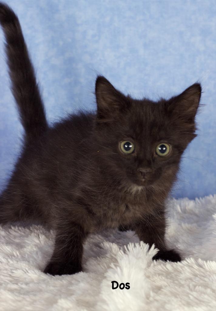 Dos, Adoptable, Kitten Male Domestic Short Hair.