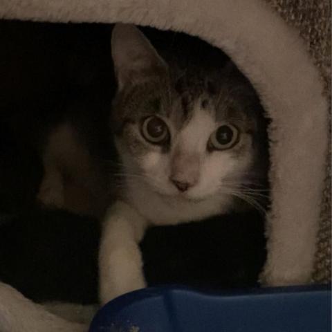 Salem, an adoptable Domestic Short Hair in Davie, FL_image-1