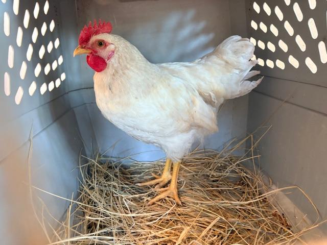 CATWALK, Adoptable, Adult Male Chicken.