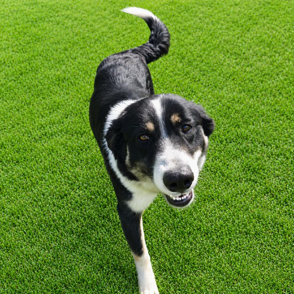 Thundress, Adoptable, Adult Female Border Collie & Australian Shepherd.