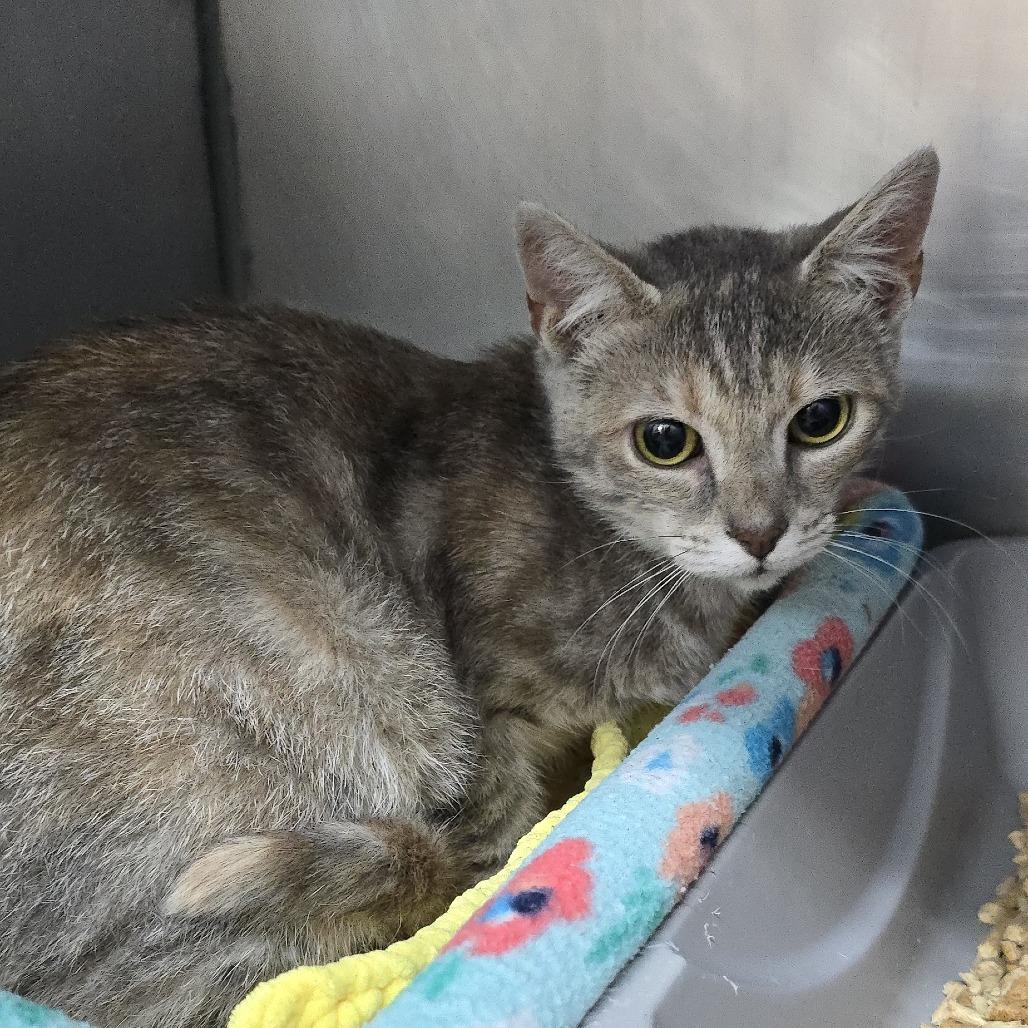 Enlarge Petal 26-0288, a Adoptable Domestic Short Hair in Yanceyville, NC image 1/2