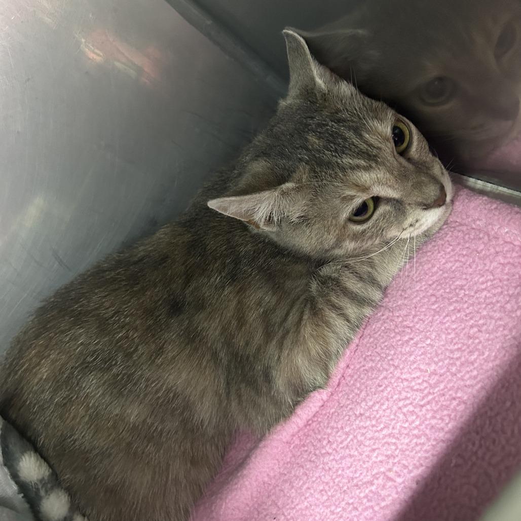 Enlarge Petal 26-0288, a Adoptable Domestic Short Hair in Yanceyville, NC image 2/2