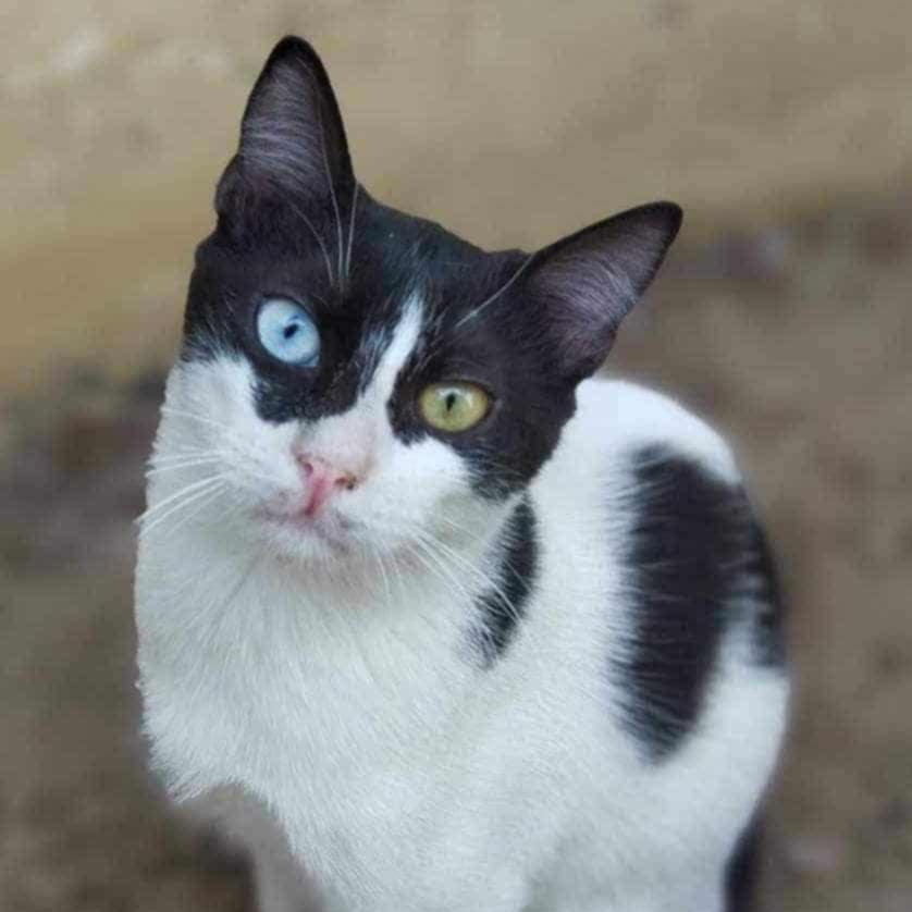 Batman - two different colour eyes tuxedo