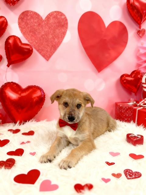 Enlarge Fonzi, a ADOPTABLE mixed breed in Tehachapi, CA image 1/1