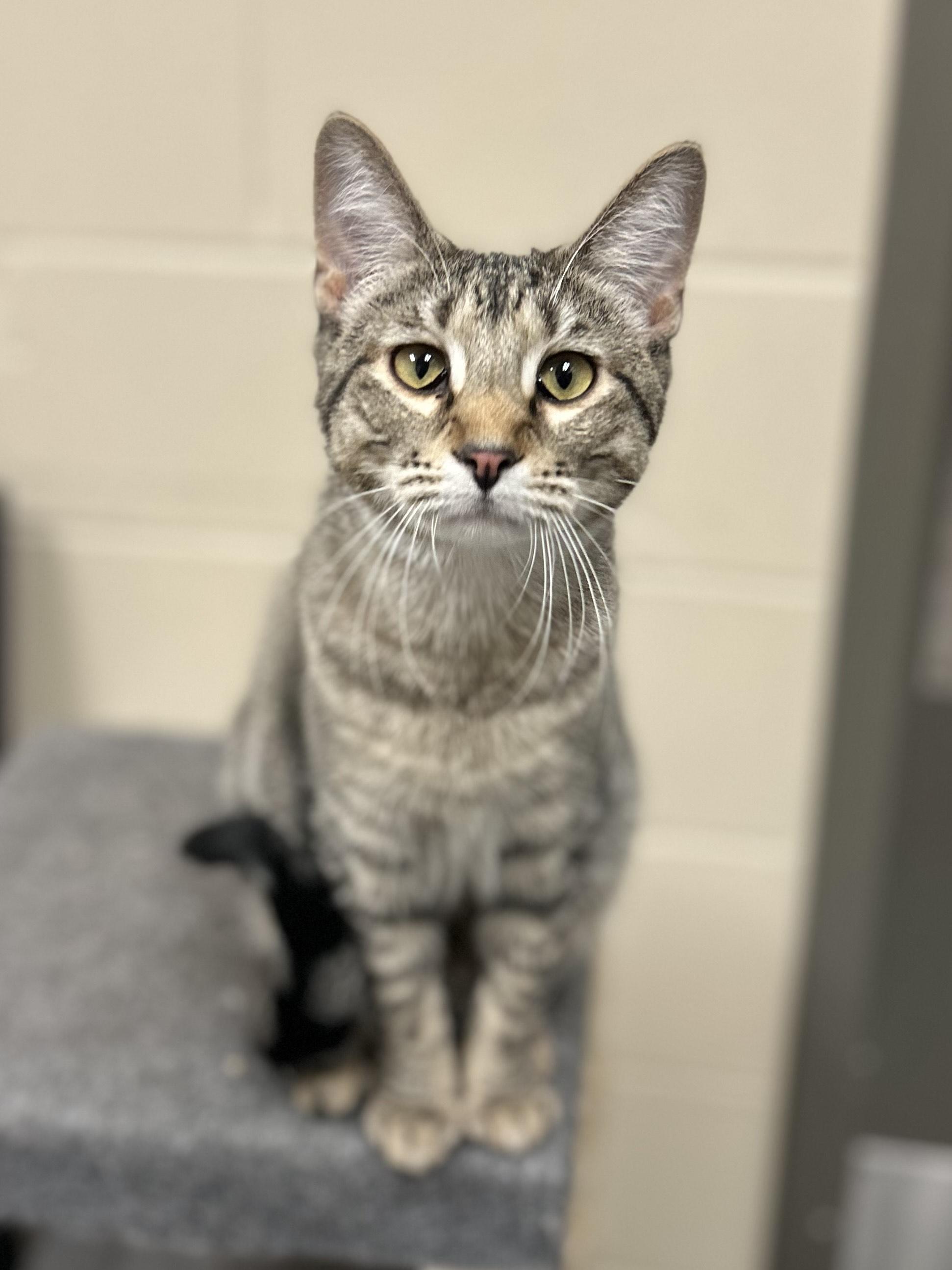 Enlarge Sloth Bear, a Adoptable Domestic Short Hair in Mason City, IA image 2/4