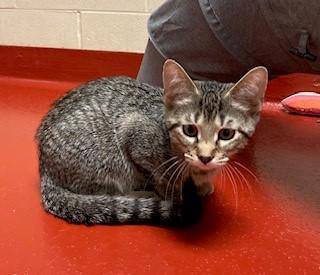 Enlarge Sloth Bear, a Adoptable Domestic Short Hair in Mason City, IA image 2/3