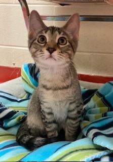 Enlarge Sloth Bear, a Adoptable Domestic Short Hair in Mason City, IA image 3/3