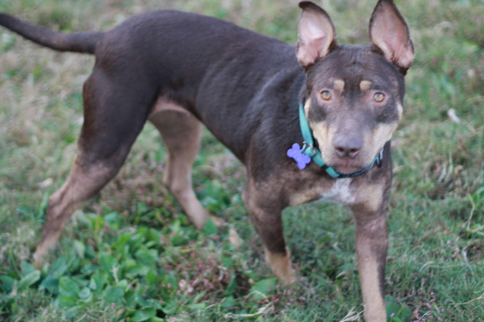 Mei, Adoptable, Adult Female Bull Terrier & Doberman Pinscher.
