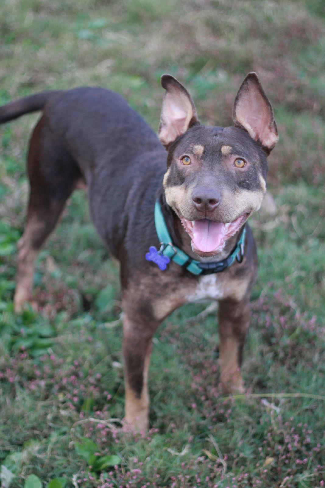 Enlarge Mei, a Adoptable mixed breed in Cookeville, TN image 2/4