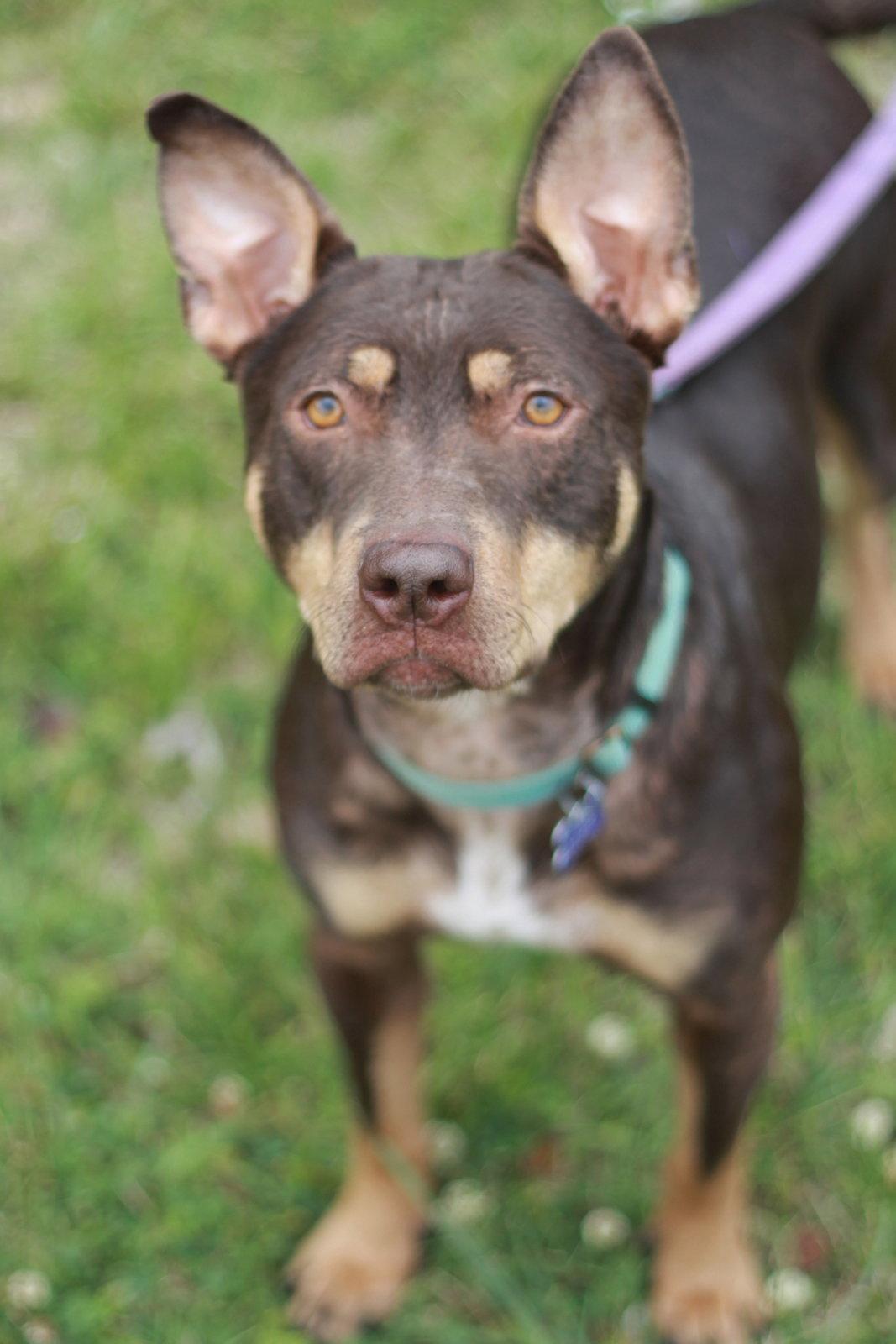 Mei, a Adoptable mixed breed in Cookeville, TN image 1/3