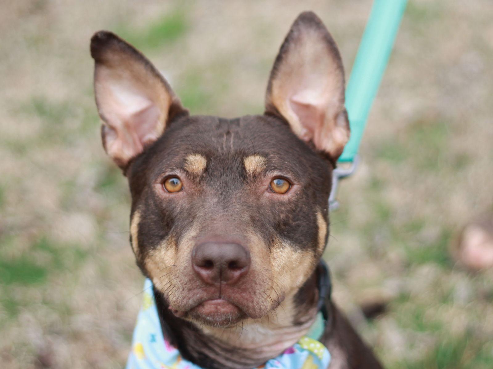 Enlarge Mei, a Adoptable mixed breed in Cookeville, TN image 2/4