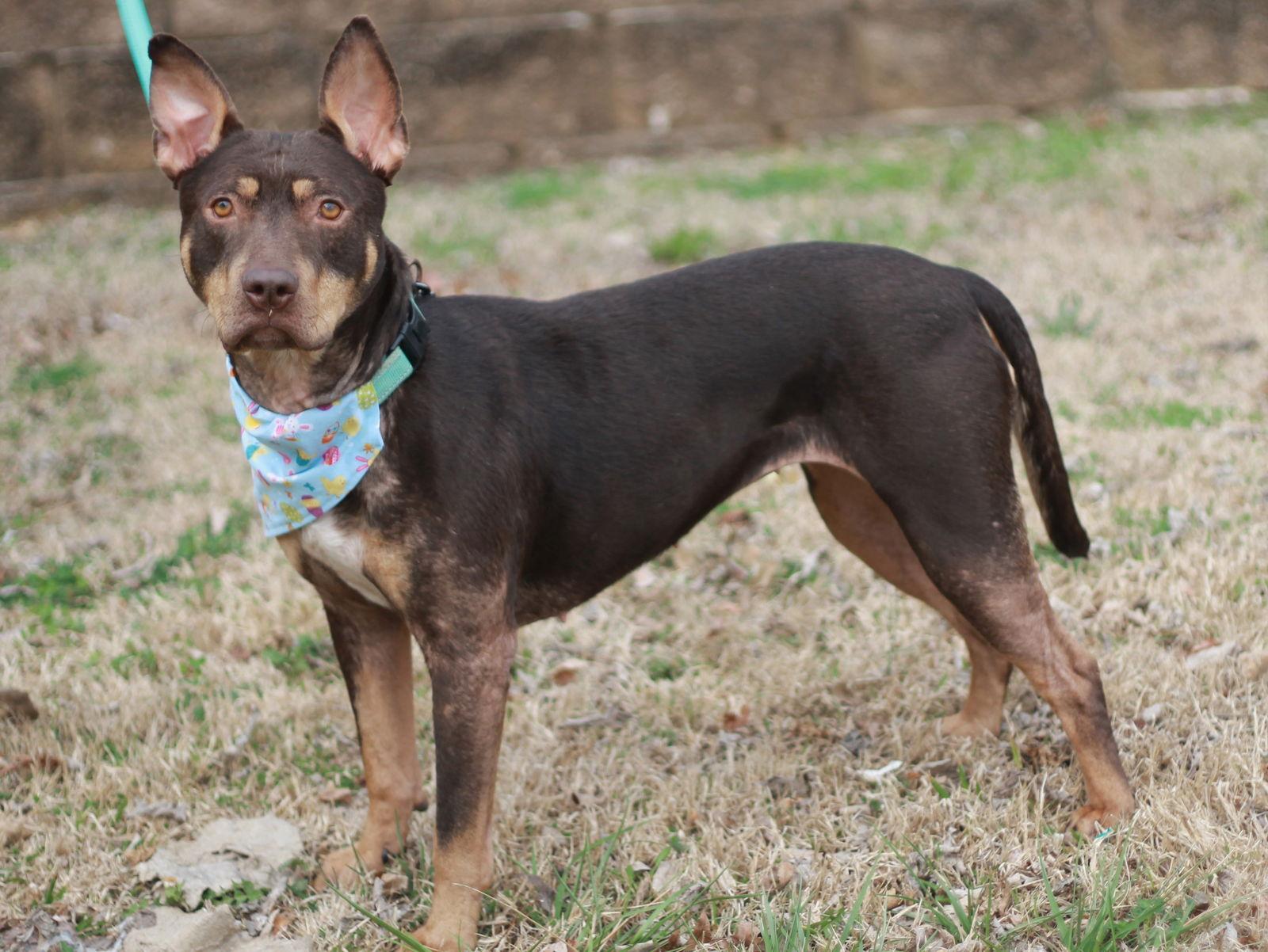 Enlarge Mei, a Adoptable mixed breed in Cookeville, TN image 3/4